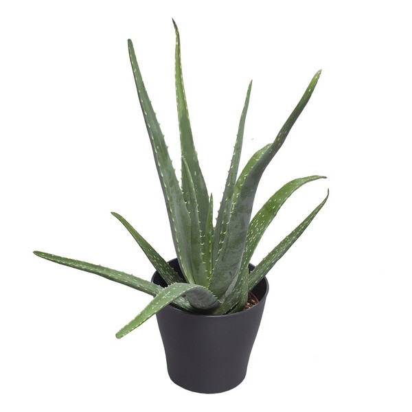 Plante verte Aloe Vera